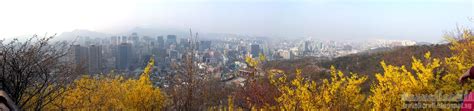 The Search for Cherry Blossoms in Korea - Namsan Park (남산공원) - Travellerelf