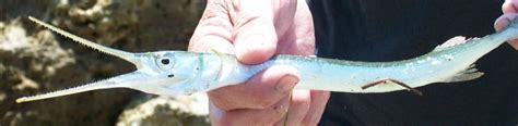 Needlefish Have Lots Of Tiny Teeth