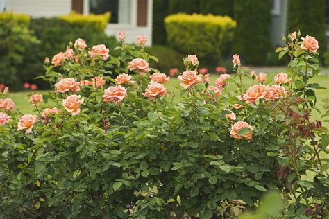 How to Grow and Care for Hybrid Tea Roses