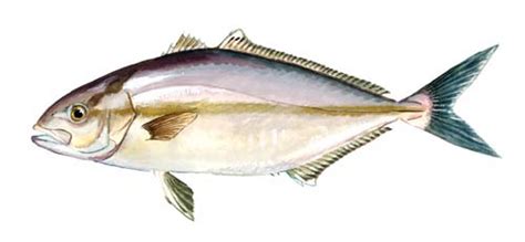 Lesser Amberjack Fishing Guide | How to Catch a Lesser Amberjack