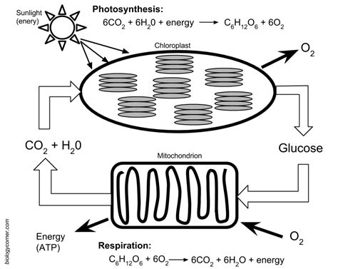 Photosynthesis and Respiration Model