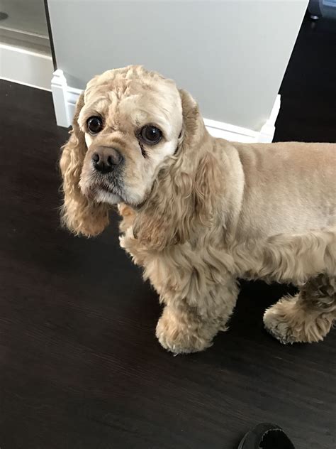 Lady Bird Humperdink 5 year old Cocker spaniel | American cocker spaniel, Spaniel breeds, Cocker ...