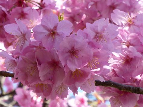 INCREDIBLE RECIPES: Cherry Blossoms Here In Yokohama