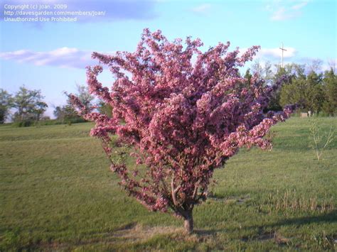 PlantFiles Pictures: Flowering Crabapple 'Thunderchild' (Malus) by Joan