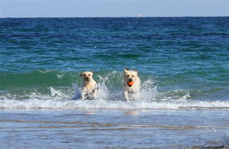 Labradors at the sea stock image. Image of white, adorable - 63787837