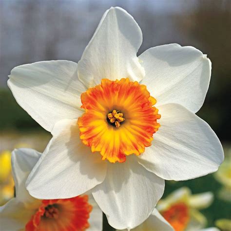 آموزش کاشت گل نرگس در گلدان in 2021 | Daffodil bulbs, Daffodils, Bulb