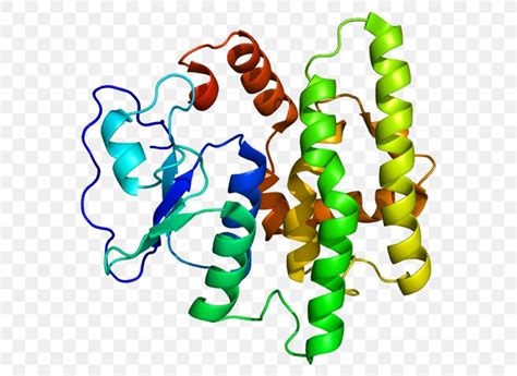 Glutathione S-transferase Human Genome Project GSTO1, PNG, 600x598px ...