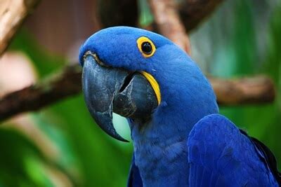 10 Types of Blue Parrots (with Pictures)