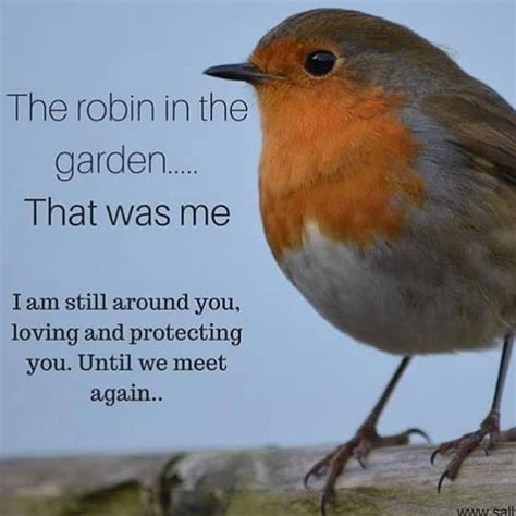 Robin Quotes - ShortQuotes.cc