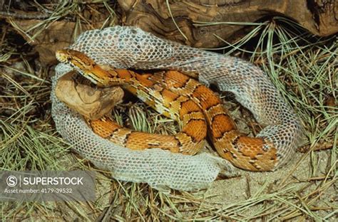 Red Rat or Corn Snake shedding skin (Elaphe guttata) - SuperStock