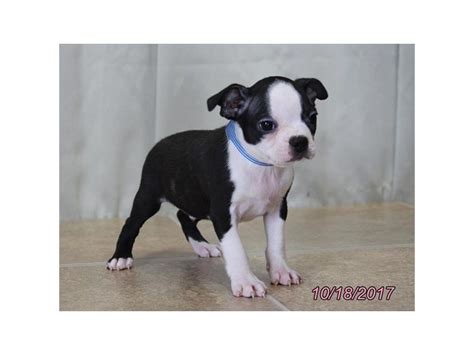 Boston Terrier-DOG-Male-Black / White-1932490-My Next Puppy