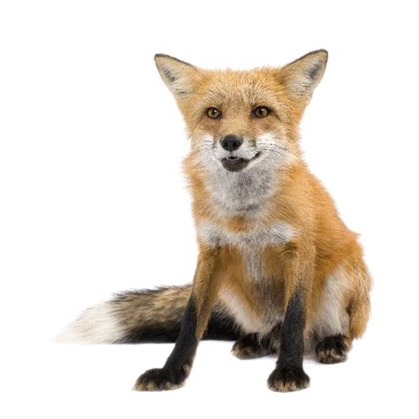 Red Fox Transparent Images | PNG Arts