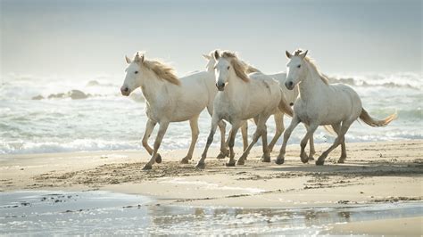 Cute White Horses Are Running On Beach Sand 4K HD Animals Wallpapers ...