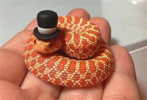 Ten Cute Snakes Wearing Tiny Hats That Make Them Less Frightening