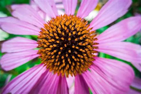 Echinacea purpurea seeds - Phoenix Desert Seeds