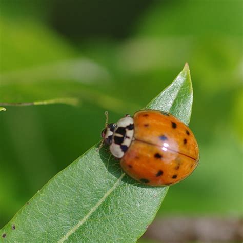 Asian Multicolored Ladybug Redux – Field Station