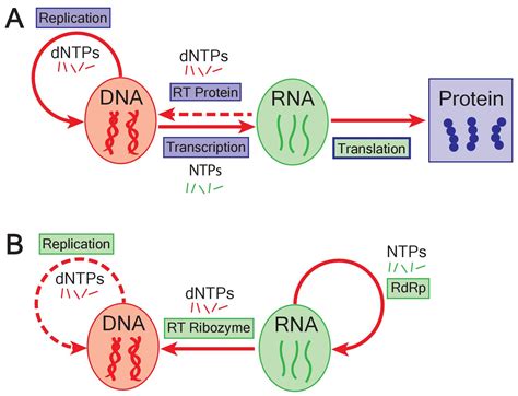 Origin of Life: Transitioning to DNA Genomes in an RNA World