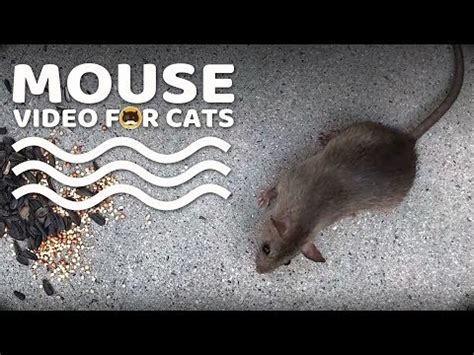 MOUSE VIDEO FOR CATS TO WATCH - CAT TV MICE. - YouTube | Cat gif, Cats, Kitty games