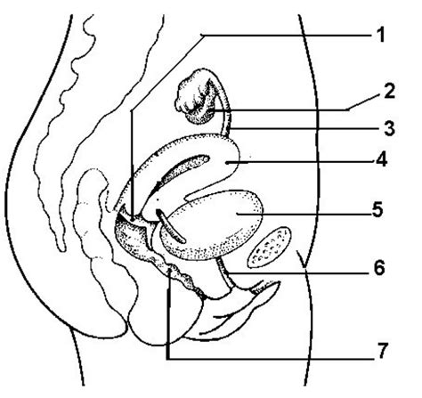 Female Reproductive System Diagram Quiz