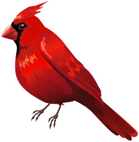 Louisville Cardinals Logo Crystal Clear Png