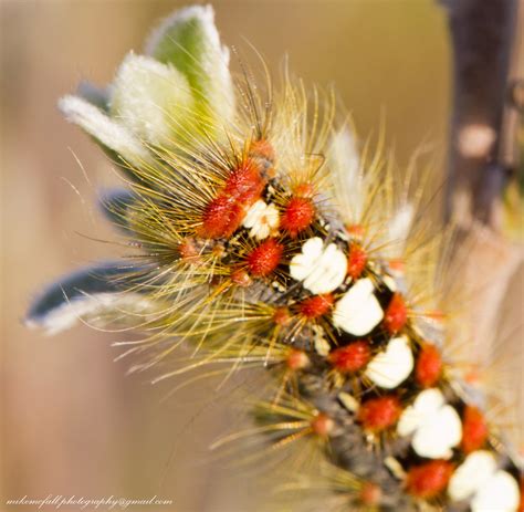 IMG_8366 white satin moth caterpillar | Michael McFall | Flickr