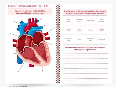 Gcse Pe The Cardiovascular System Teaching Resources - vrogue.co