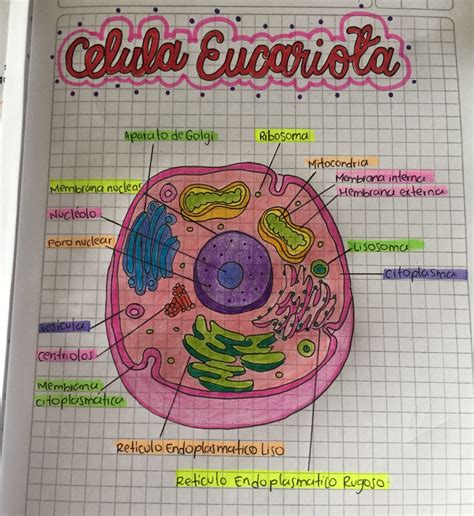 Estructura Celular Eucariota Y Procariota 2020 Idea E