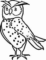 Nocturnal Animals  Coloring Home sketch template