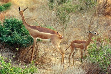 Gerenuk Facts | Wild Animals! Amino