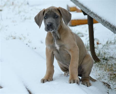 Fawn Great Dane Puppies