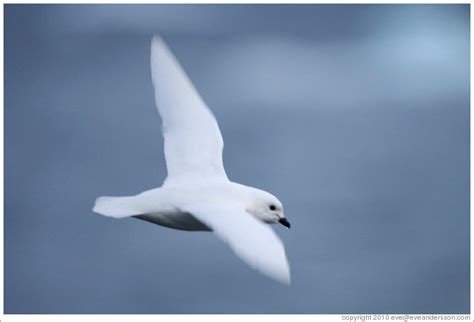 Snow Petrel flying. (Photo ID 16444-thegulle)