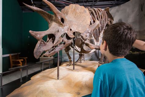 Help our Triceratops get new digs in the Dinosaurs & Fossils Gallery ...