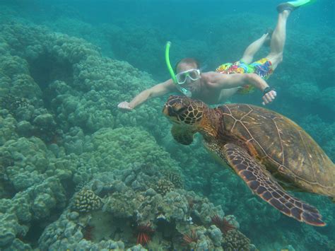 Snorkeling With The Turtles In Maui | Snorkeling | Pinterest