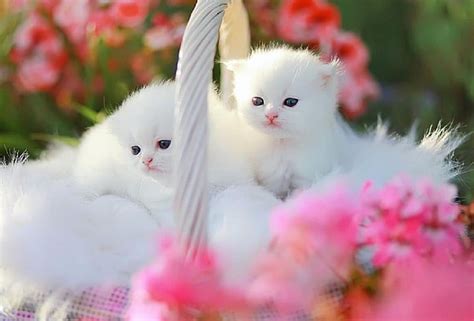 91 Wallpaper Hd White Cat For FREE - MyWeb