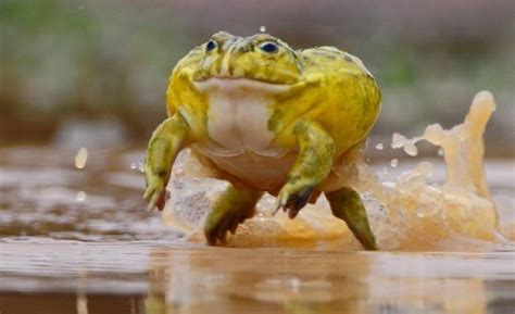 Goliath frog (Goliathkikker) | Frog, African bullfrog, Pet frogs