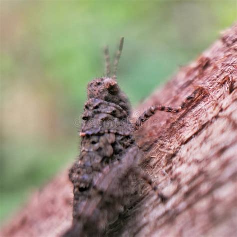 Grasshopper Known for Camouflage Ability with Surrounding. Rock or Leaf Color. Macro Photography ...