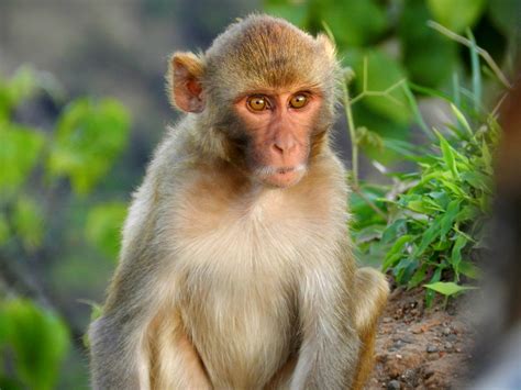 Indian Monkey by Omkar Gadgil - Photo 12970321 / 500px