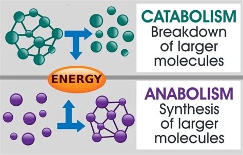 The difference between catabolic processes and anabolic processes in 2020 | Anabolic ...