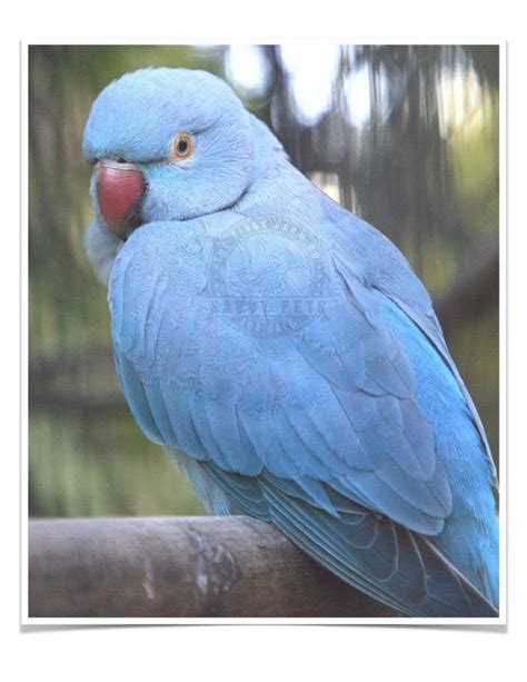 Buy Blue Indian Ringneck Parakeet Online Novan Bird's For Sale