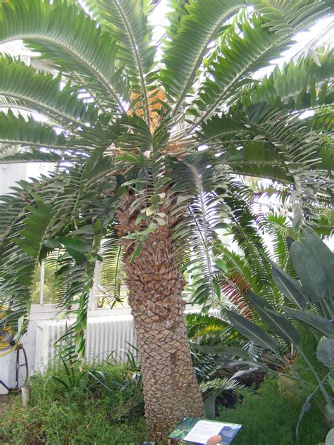 Encephalartos woodii Sander | Plants of the World Online | Kew Science