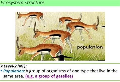 #Ecology#Population | Ecology, Ecosystems, Habitats