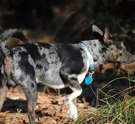 13 Rat Terrier Colors: Raturn Of The Color Wheel