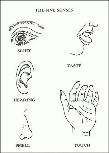 Free My Five Senses Coloring Pages, Download Free My Five Senses Coloring Pages png images, Free ...