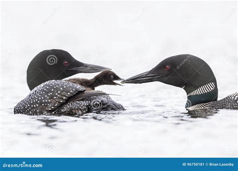 A Week-old Common Loon Chick Emerges from Under Its Mother`s Wi Stock ...