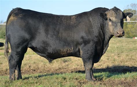 Pin de Jim Durham en USA #3 Cattle Breeds | Toros