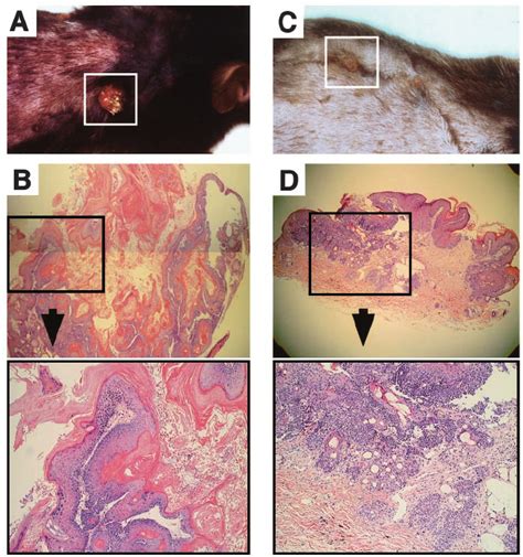 Histological findings of mouse skin tumors. H&E-stained paraffin ...