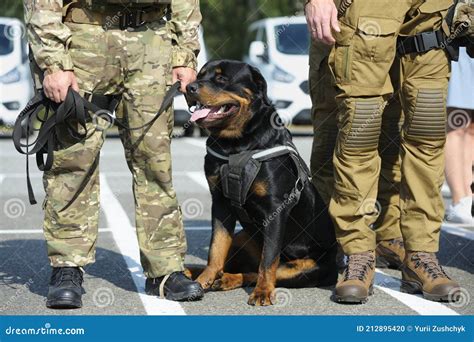 Police Dog Rottweiler Sitting on the Ground Near Soldiers of KORD ...