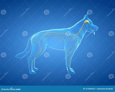 The canine nervous system stock illustration. Illustration of body - 157609635