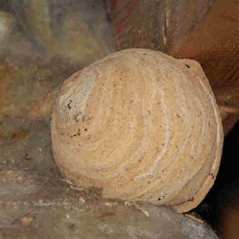 Wasp Nests - What A Nest Looks Like And What To Do About Them