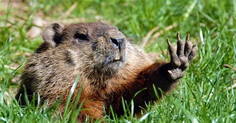 Groundhog vs Woodchuck: What’s the Difference? - A-Z Animals